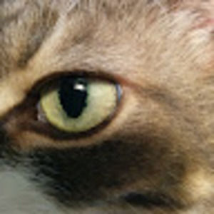 Meet your Posher, Christabel